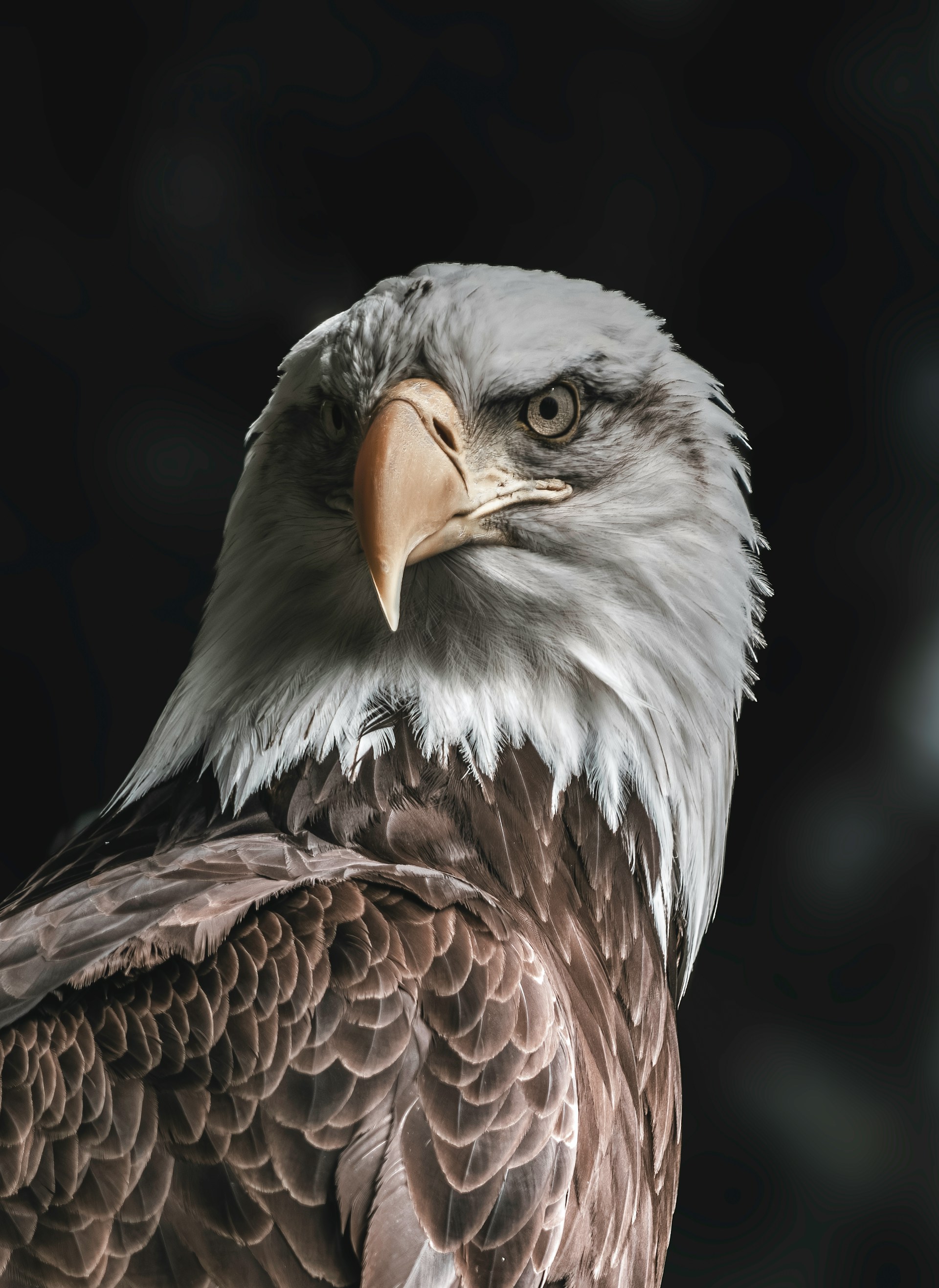 A close-up portrait of a majestic bald eagle with a sharp yellow beak and white head feathers, set against a dark, moody, and out-of-focus background.