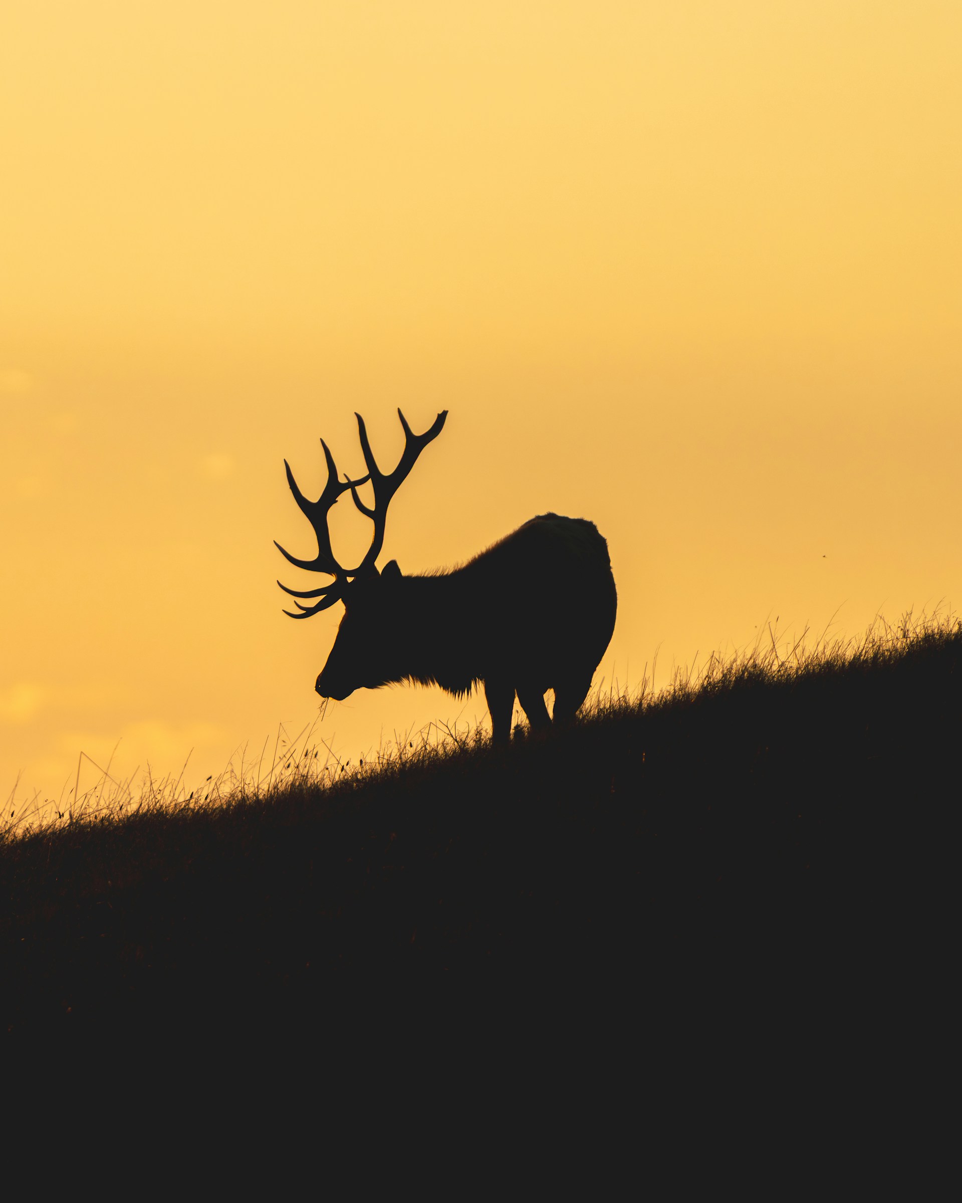 A dark silhouette of a majestic bull elk with large antlers stands on a grassy hillside against a bright, warm golden sunset in the background.